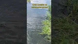 Около рыбалки. Стая крупного голавля на мелком ручье!