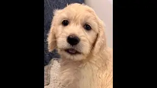 Get Ready for Cuteness Overload: Goldendoodle Puppies raised @BalancedObedience on Oahu, Hawaii.