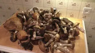Белые грибы, что с ними делать, не знаю