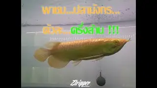 ปลามังกรตัวละครึ่งล้าน ! Arowana Mall
