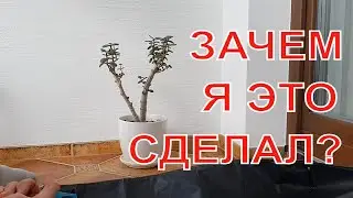 Зачем я  сделал Бансай из денежного дерева?
