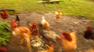 concert de poules.MOV