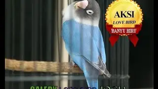 SUARA BURUNG : Love Bird Banyu Biru ( Hen - Hen BF ) Leher Nyaris Putus