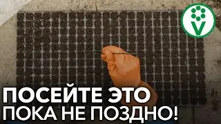 ПОСЕЙТЕ ЭТИ ОВОЩИ И ЦВЕТЫ В ЯНВАРЕ, ИНАЧЕ НЕ ЖДИТЕ ХОРОШЕГО УРОЖАЯ!