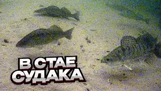 ОПУСТИЛ камеру в СТАЮ СУДАКА / Наткнулись на РЫБУ на небольшой глубине