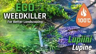 Lupiinin torjunta 100ºC vedellä | Lupine control with 100ºC water | Eco Weedkiller Pro 10