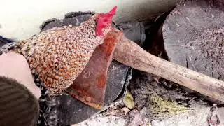 Забой петуха. Вес тушки после забоя.  Как я сама это делаю.
