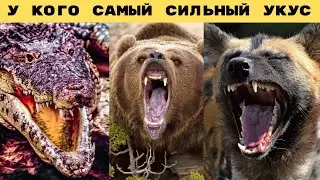 У Кого Самый Сильный Укус на Земле. Укус Гиены. Укус Гризли. Укус Крокодила