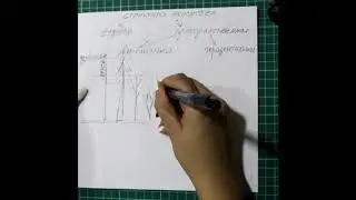 9 класс Структура экосистем Ч1
