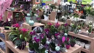 Гуляю по цветочному магазину 26.08.2018