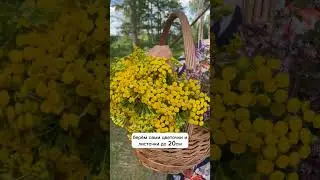 Пижма от паразитов #травянойсбор #антипаразитарнаяпрограмма #травы #травыотпаразитов