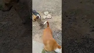 Managing to feed 3 dogs