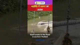 Giant Python: ये वीडियो देखकर आप Thailand नहीं जाएंगे! 