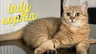 Chill Out Funk Ambient Relax Music with sleeping cute cat Sophia