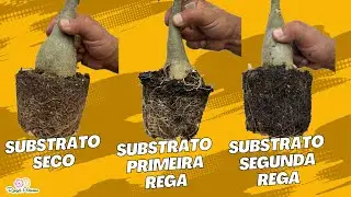 Cuidado básico ao regar sua Rosa do deserto que ficou sem água por muito tempo