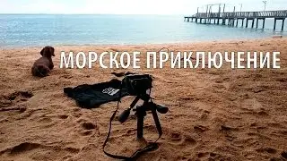 ФАРШИРОВАННЫЕ МИДИИ