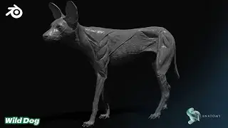 Wild Dog Ecorshe Sculpting In Blender (Details #3)