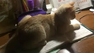 Умный и смешной котёнок  ))) Я его не учила - он сам 🤣🤣🤣
