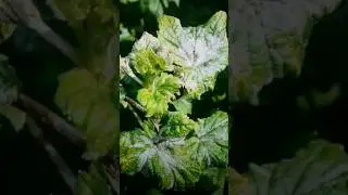 Powdery mildew: how to save currants