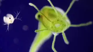 Hydra gorging a waterflea