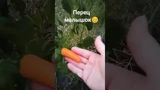 Перец на юге