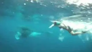 2 copines croisent 2 baleines sous l'eau en apnée se week end