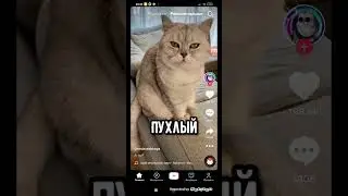 пародия я банан я я банан банан 🍌 я кошак я я кошак кошак