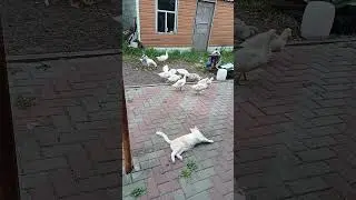 НАГЛЫЕ ПТИЦЫ И СИМБА ИМ НИ ПО ЧЁМ...