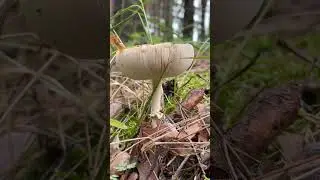 Кто знает что за гриб? 