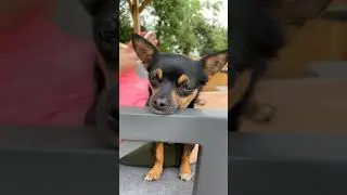 Her little face! #chorkie #dog #clover #dancesong #puppy #little#face#pics #chihuahua #puppykisses