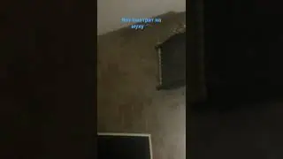 Мой кот смотрит на муху 