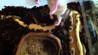 Blood python feeding video