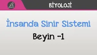 İnsanda Sinir Sistemi - Beyin -1