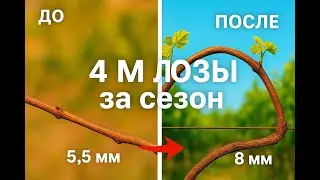 From a thin vine to a fruitful one: simple pruning that worked in one season!