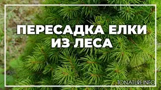Пересадка елки из леса | toNature.Info