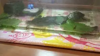 僕の飼っているミシシッピアカミミガメの最近夜にすることは、