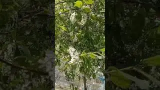 черемуха цветет