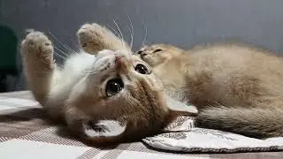 котята золотые