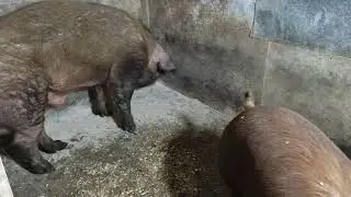 🛠Ремонтные ДЮРКИ 🐖вышли ЗАМУЖ за ЖОРИКА 🐗 ❤‍🔥ОПЯТЬ оставил МАЛО🐷🐷🐷 на ОТКОРМ