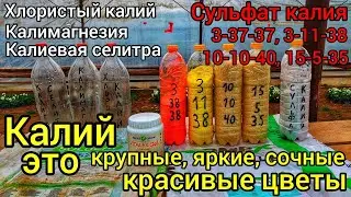 КАЛИЙ📌Калий это крупные, яркие, сочные и красивые цветы📌ПОЧЕМУ НЕ ИСПОЛЬЗУЕМ ХЛОРИСТЫЙ КАЛИЙ.