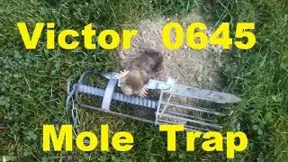 How to trap moles with the victor mole trap / Victor 0465 Mole Trap Review