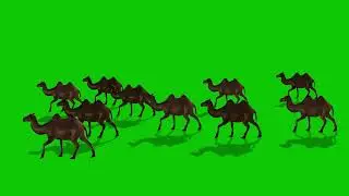 Camels Walk from Right to Left in Place | HD Free Green Screen Wild Life Animal Animation