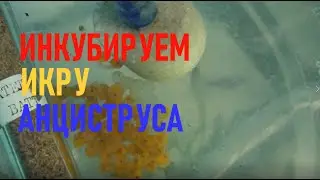 Инкубация икры АНЦИСТРУСА  Развитие икры  до малька за 9 дней