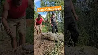 Collecting Alligator Eggs! 🥚🥚