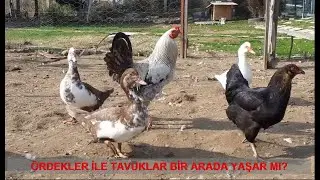 Amerikan Ördekleri ve Tavuklar Bir Arada Yaşar mı?