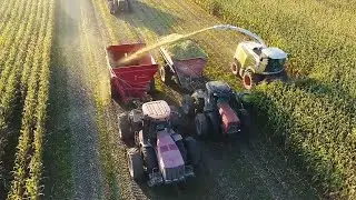 Incredible Corn Harvesting Process, Extreme Modern Production Line food cattle Processing Factory!!!