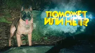 Ох уж эта собака | Приколы, рофлы, лучшие моменты в Blair Witch