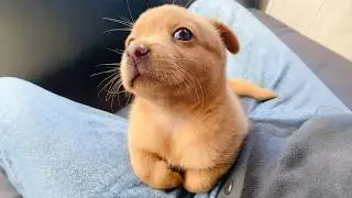 99.9% Can’t Handle the Cuteness of These Dogs 😍 Top Funny Puppies Videos Ever!