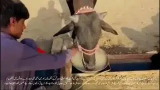 Information About Rahat