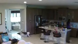 Dog Steals Nanny's Lunch
